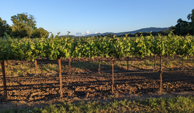 Rutherford California Grape Vines Mountains in Distance Napa Valley Wine Tasting Tour Those Someday Goals Photo by Andrew Gerngross