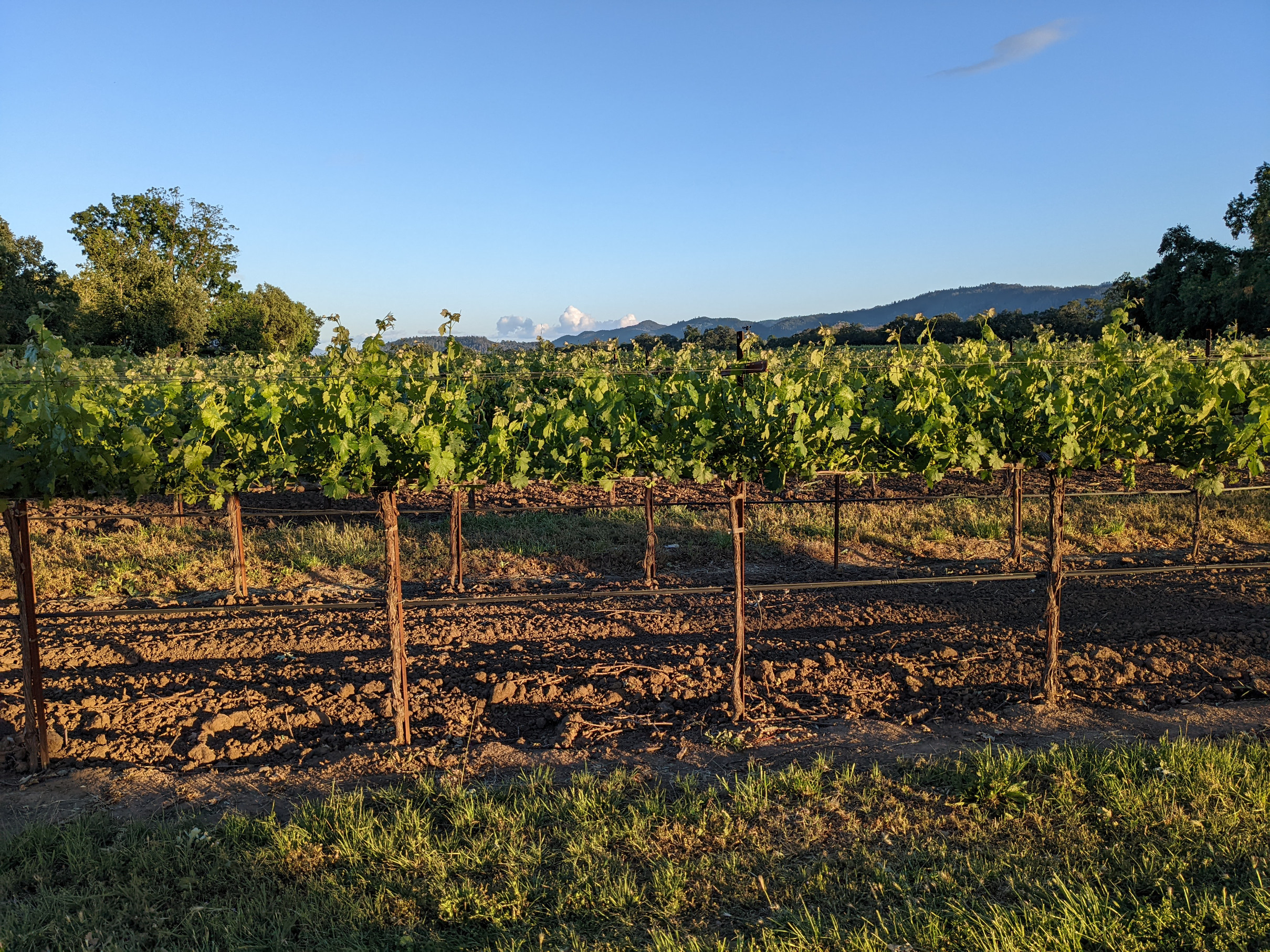 Rutherford California Grape Vines Mountains in Distance Napa Valley Wine Tasting Tour Those Someday Goals Photo by Andrew Gerngross