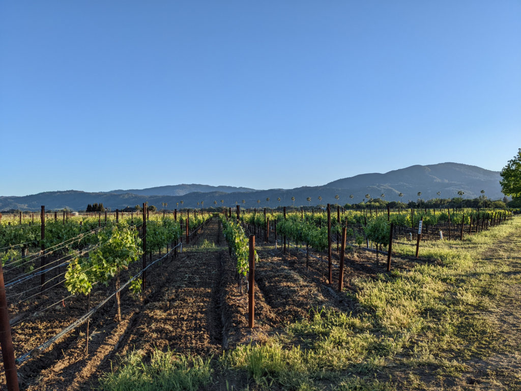 Napa Valley wine tasting Rutherford Grape Vines Photo by Andrew Gerngross Those Someday Goals