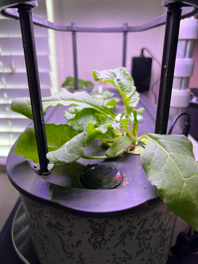 Growing Swiss Chard in AeroGarden on September 29 Container Gardens Hydroponic gardening Those Someday Goals