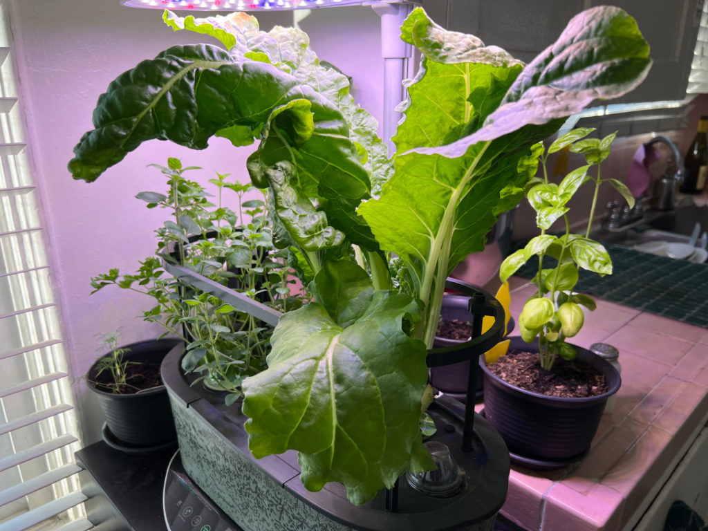 Growing Swiss Chard in AeroGarden on Container Gardens Hydroponic gardening Those Someday Goals