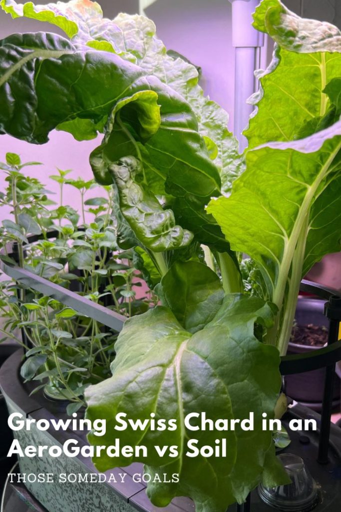 Growing Swiss Chard in AeroGarden on Pinterest Container Gardens Hydroponic gardening Those Someday Goals