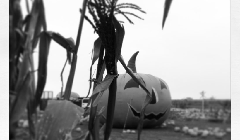 Halloween decorations events Giant Pumpkin cornfield black and white photo Los Angeles Those Someday Goals