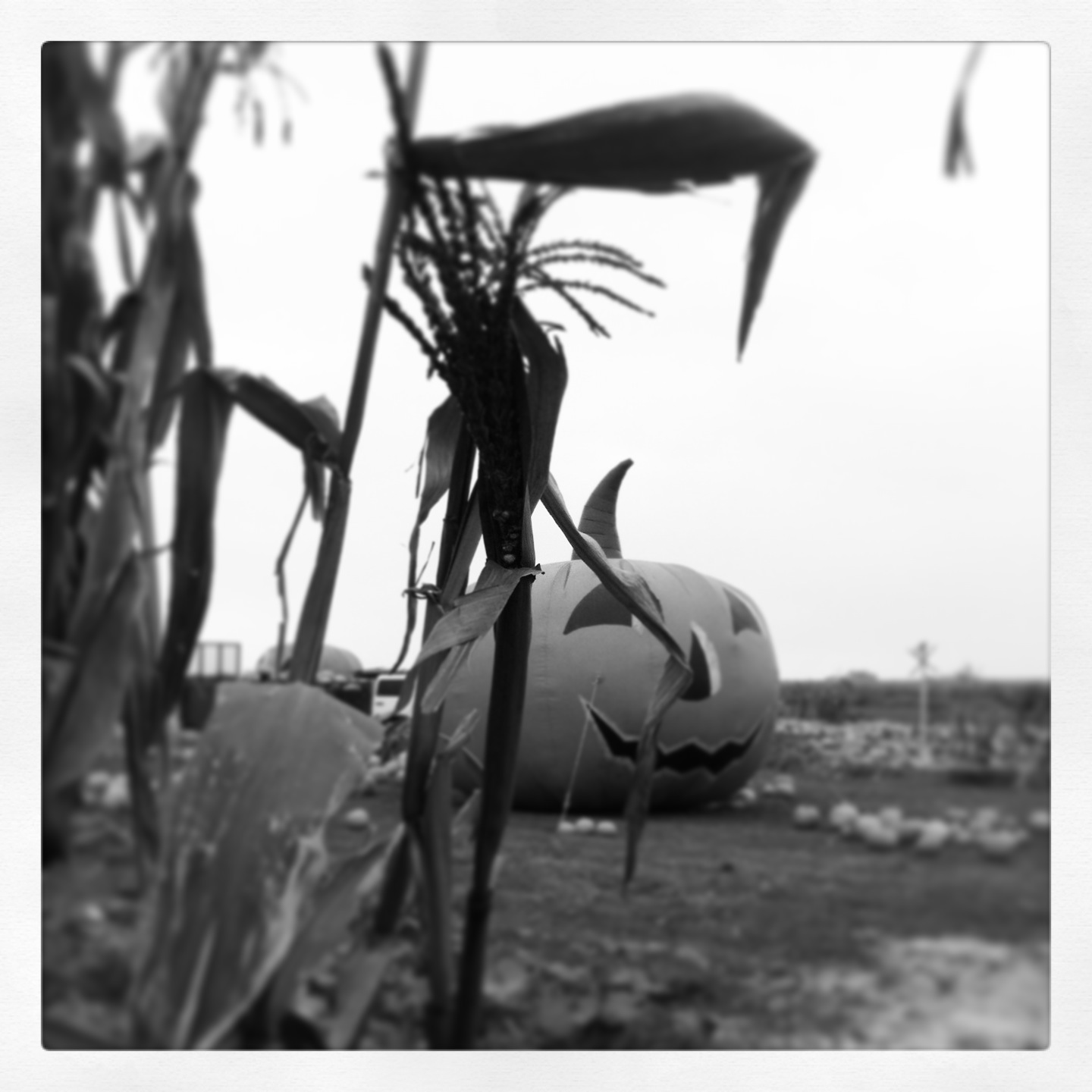 Halloween decorations events Giant Pumpkin cornfield black and white photo Los Angeles Those Someday Goals