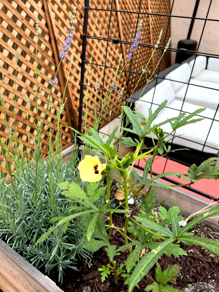 Blooms and lavender Growing Okra in a Container Garden raised beds vegetables fall Those Someday Goals