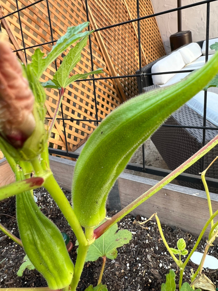 Too large okra and bloom Growing Okra in a Container Garden raised beds vegetables fall Those Someday Goals