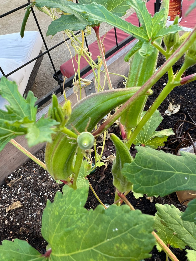 Growing Okra in a Container Garden raised beds vegetables fall Those Someday Goals