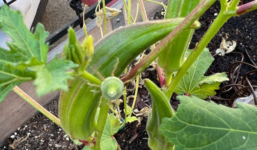 Growing Okra in a Container Garden raised beds vegetables fall Those Someday Goals