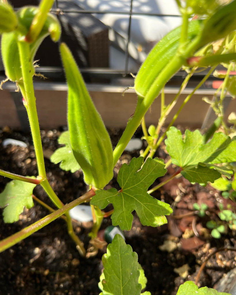 Growing Okra in a Container Garden raised beds vegetables fall Those Someday Goals