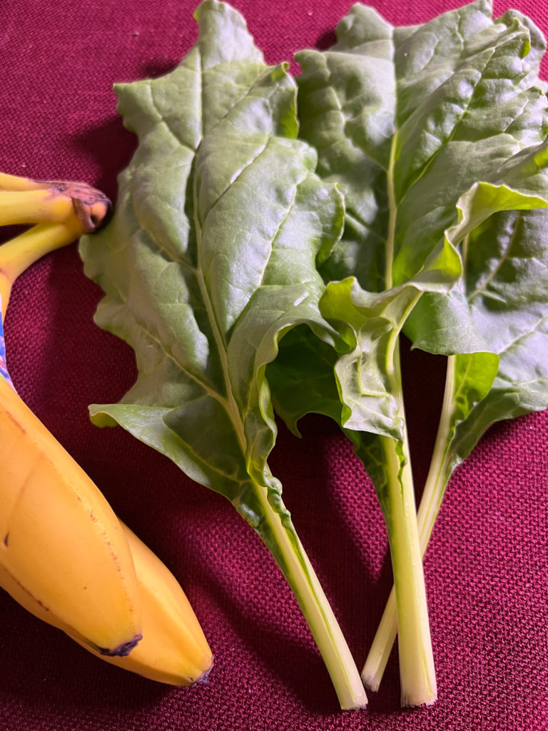 Swiss chard leaves compared to average size banana container gardening hydroponic garden Those Someday Goals