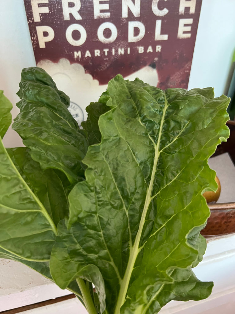 Swiss chard leaves container gardening hydroponic garden Those Someday Goals