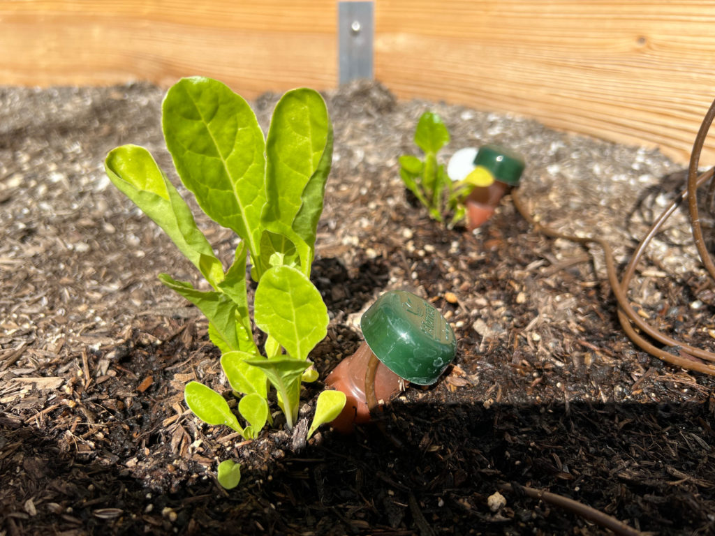 Growing Swiss chard in the soil in a raised garden bed container gardening outdoors Those Someday Goals