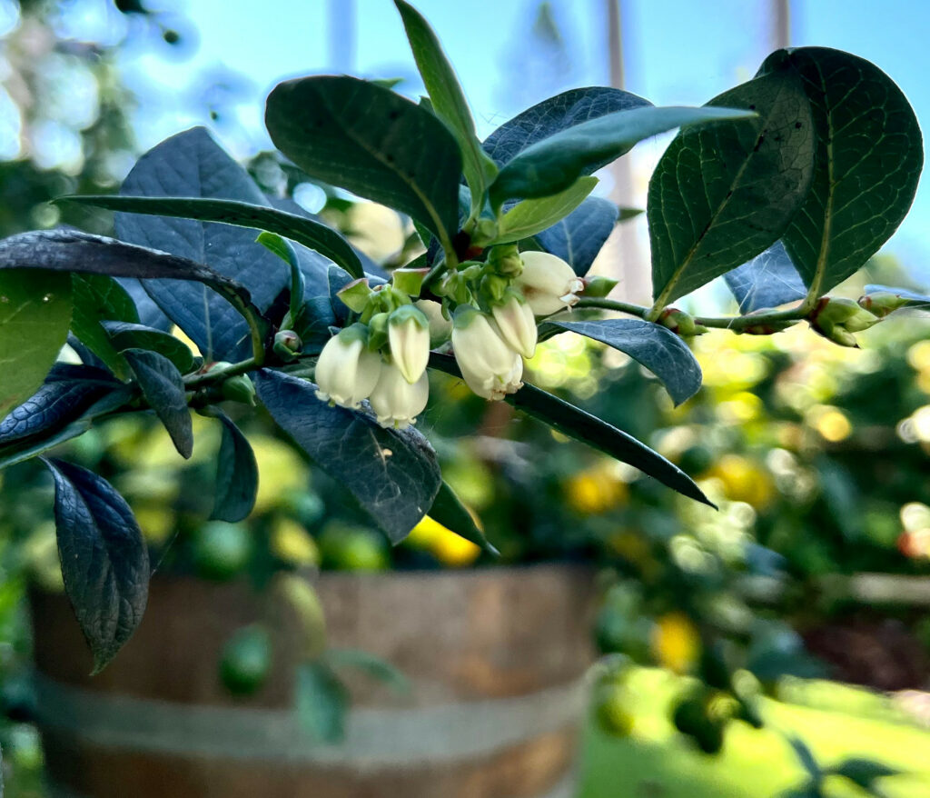 Blueberry blooms garden lemon tree in the background