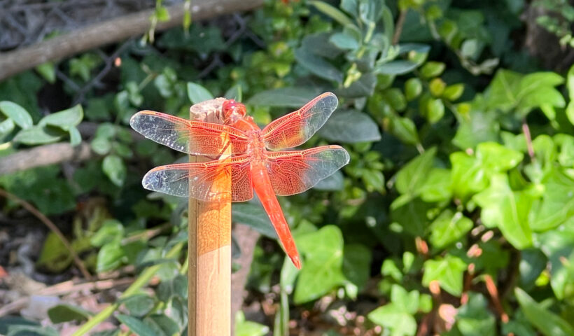 Orange dragonfly in the garden