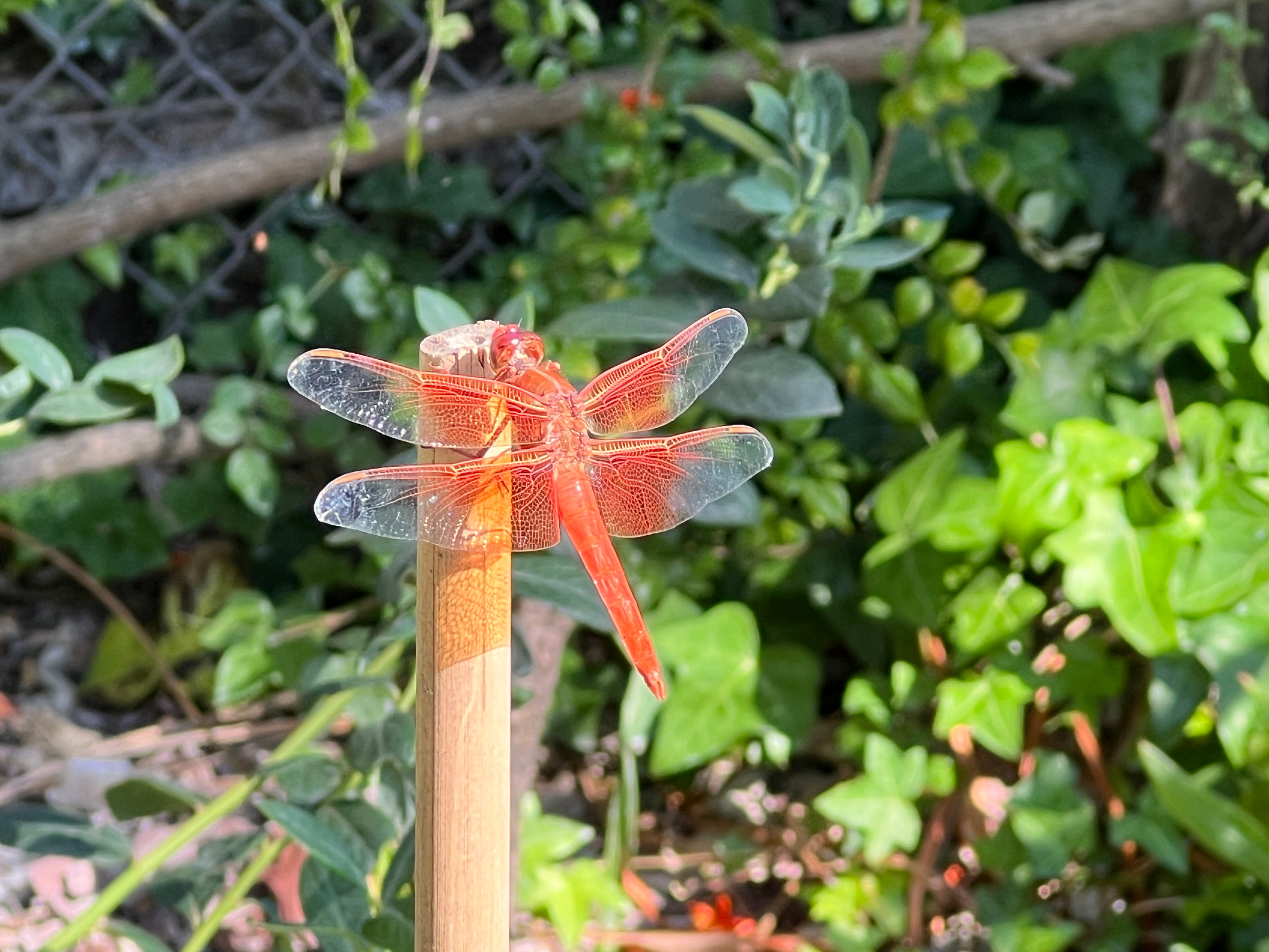 Orange dragonfly in the garden