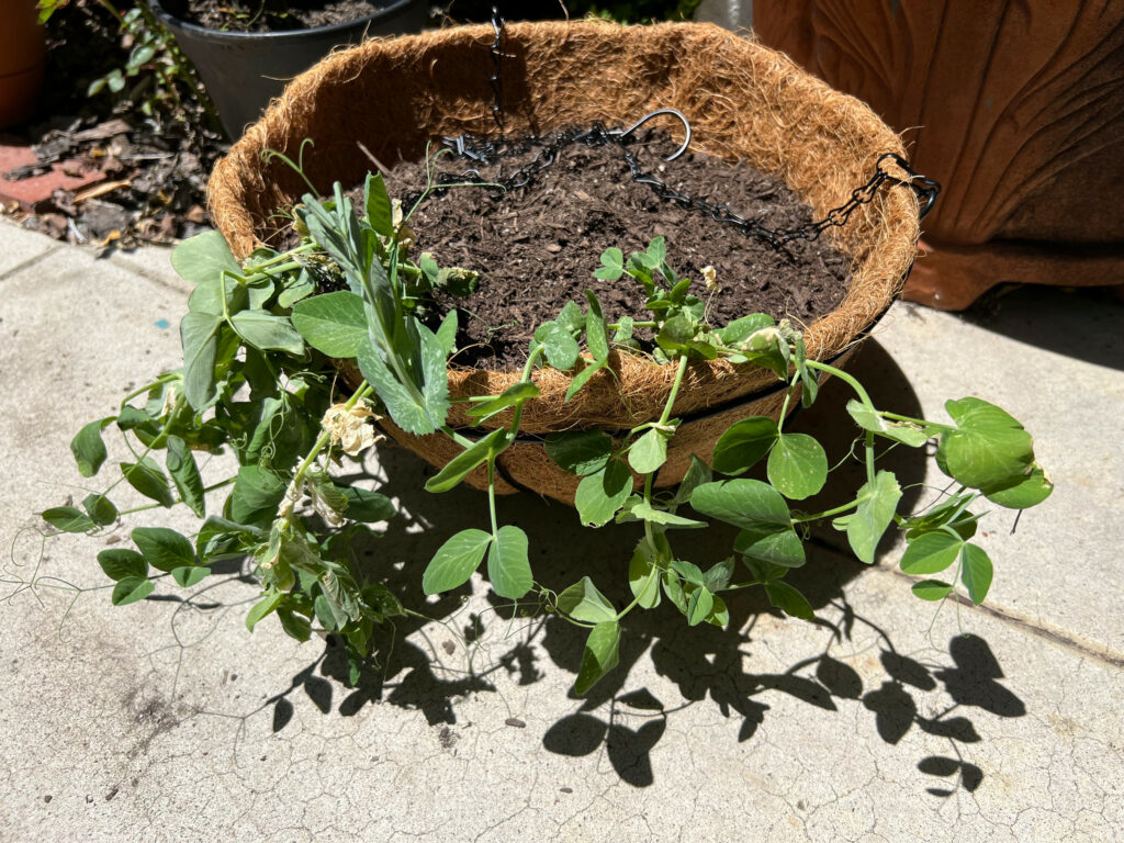 Sugar Snap Peas Hanging Planter container gardening Those Someday Goals