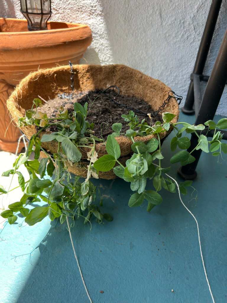 Sugar Snap Peas Hanging Planter container gardening strings Those Someday Goals