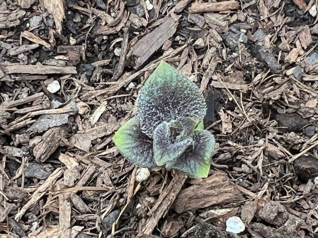 Adirondack Blue micro tubers leaves in soil growing seed potatoes Those Someday Goals