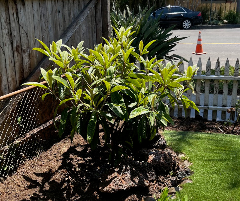 loquat tree new planting transplant fruit trees Those Someday Goals