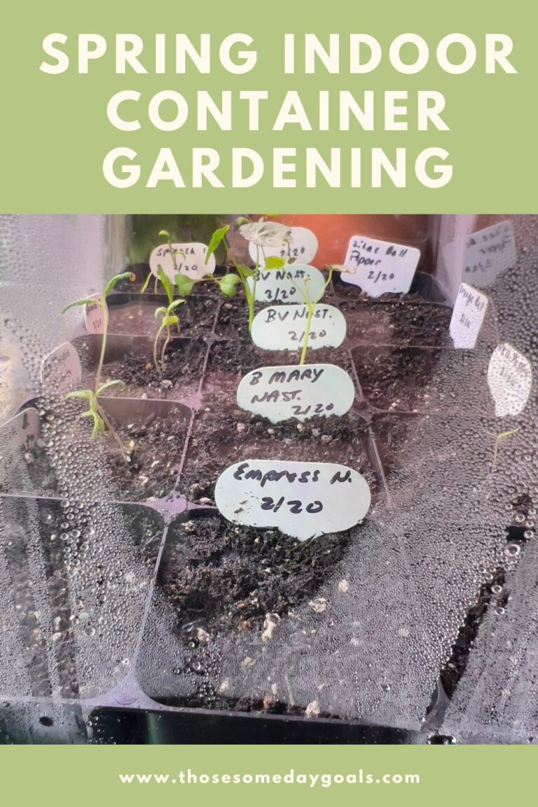 Spring Container Lifetime Spring Container Gardening: Successes and Failures So Far - Those ...