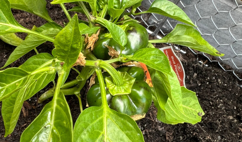 new bell peppers growing bell peppers in containers green and black peppers against white flowers and green leaves in a raised garden bed with a crop coop surrounding it