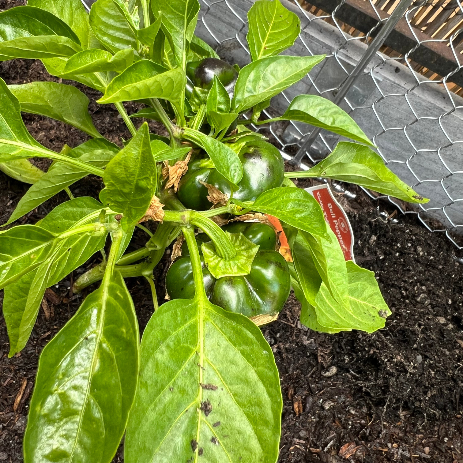 new bell peppers growing bell peppers in containers green and black peppers against white flowers and green leaves in a raised garden bed with a crop coop surrounding it