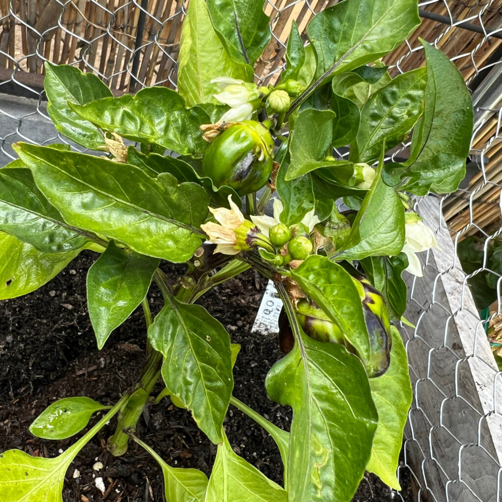 new bell peppers growing bell peppers in containers green and black peppers against white flowers and green leaves in a raised garden bed with a crop coop surrounding it