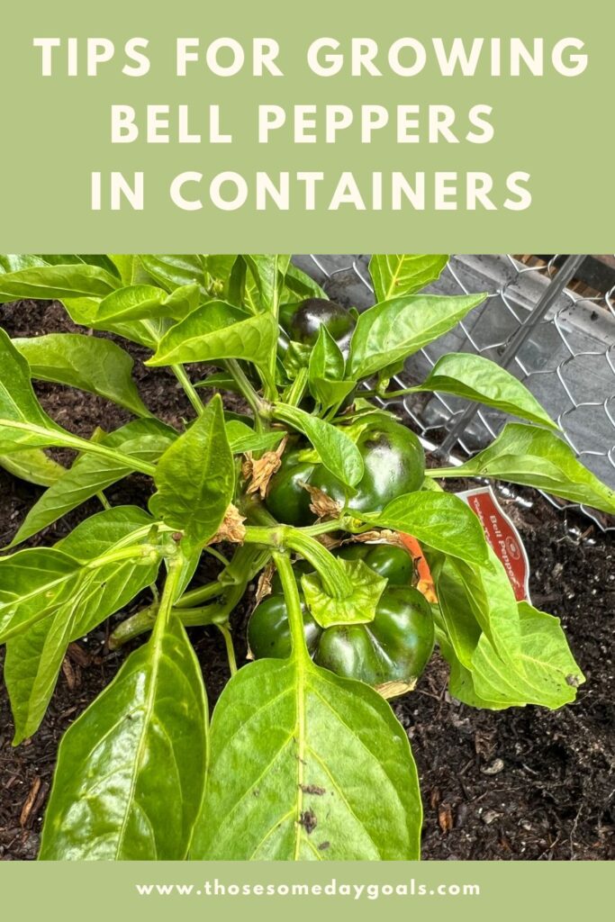 Pinterest Those Someday Goals new bell peppers growing bell peppers in containers green and black peppers against white flowers and green leaves in a raised garden bed with a crop coop surrounding it