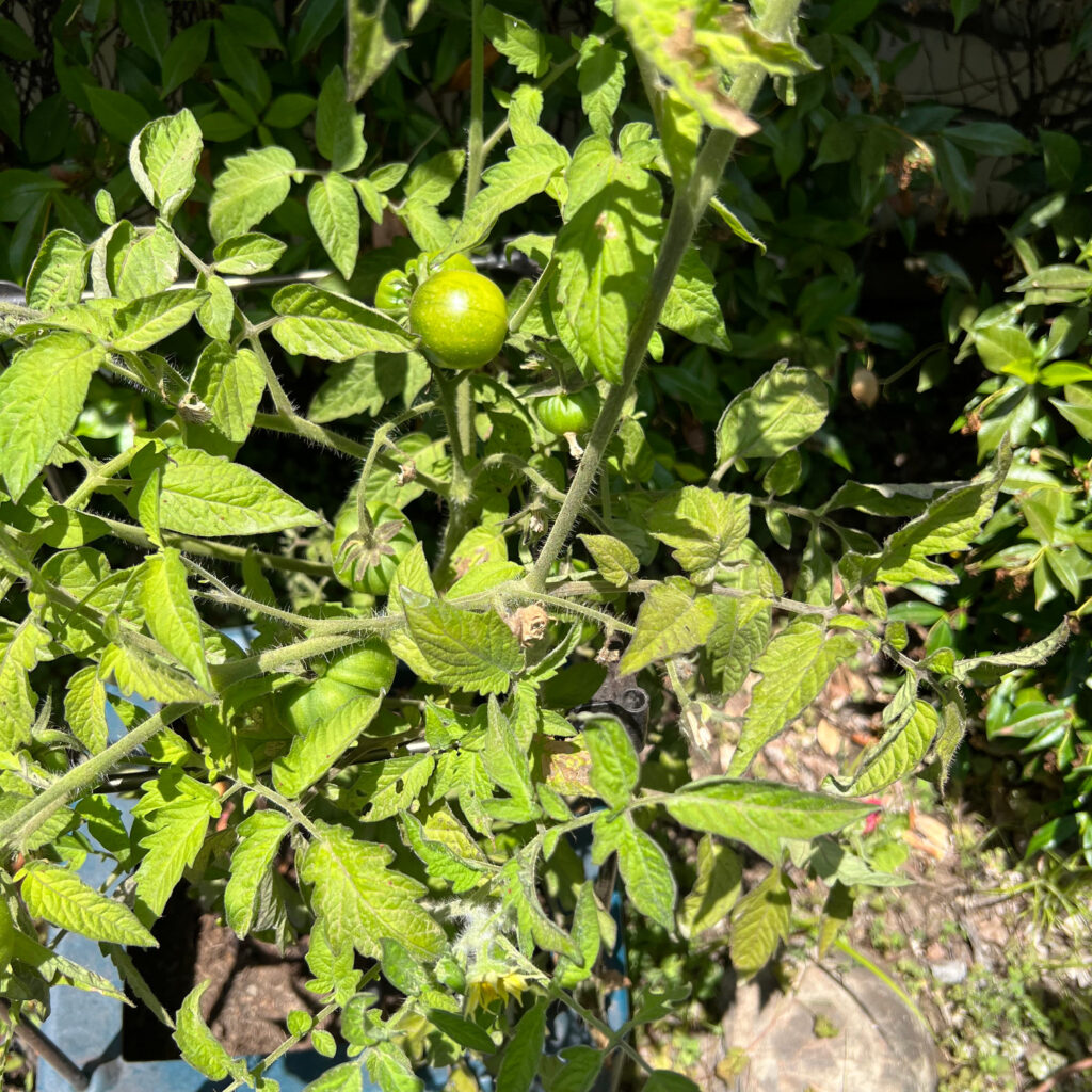 Cherokee Purple tomatoes still green and growing on the vine in a blue container summer container gardening Those Someday Goals