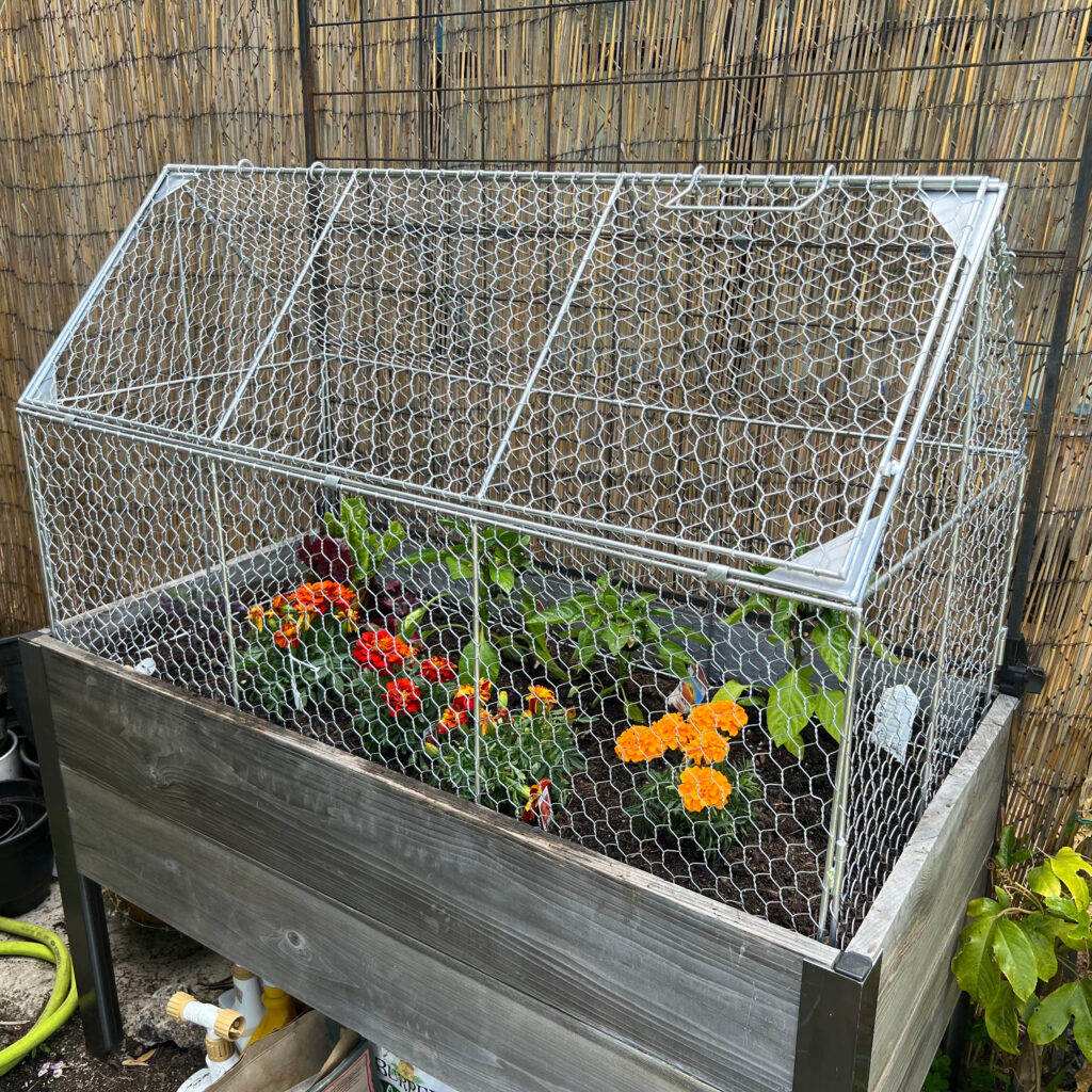 keeping squirrels out of your garden without spray crop coop metal chicken wire container garden bed with marigolds, kale, swiss chard, bell peppers