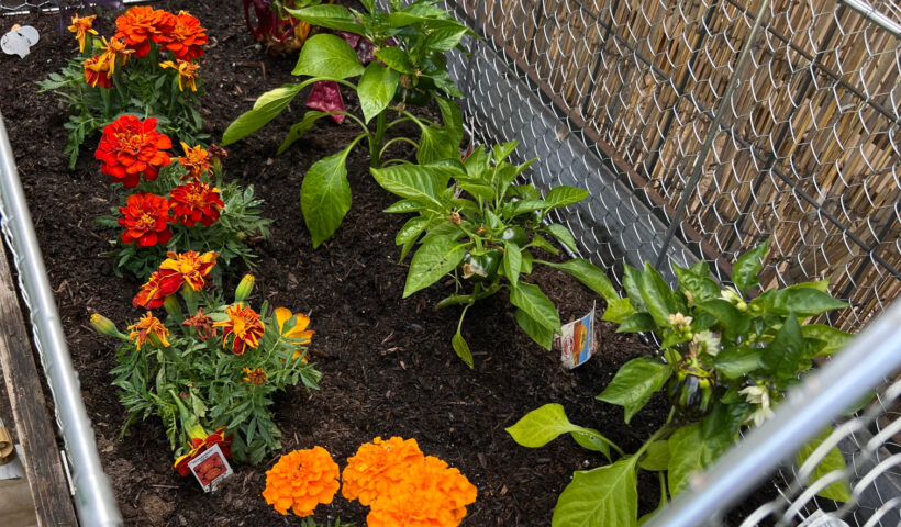 how to keep squirrels out of your garden crop coop metal chicken wire container garden bed with marigolds, kale, swiss chard, bell peppers