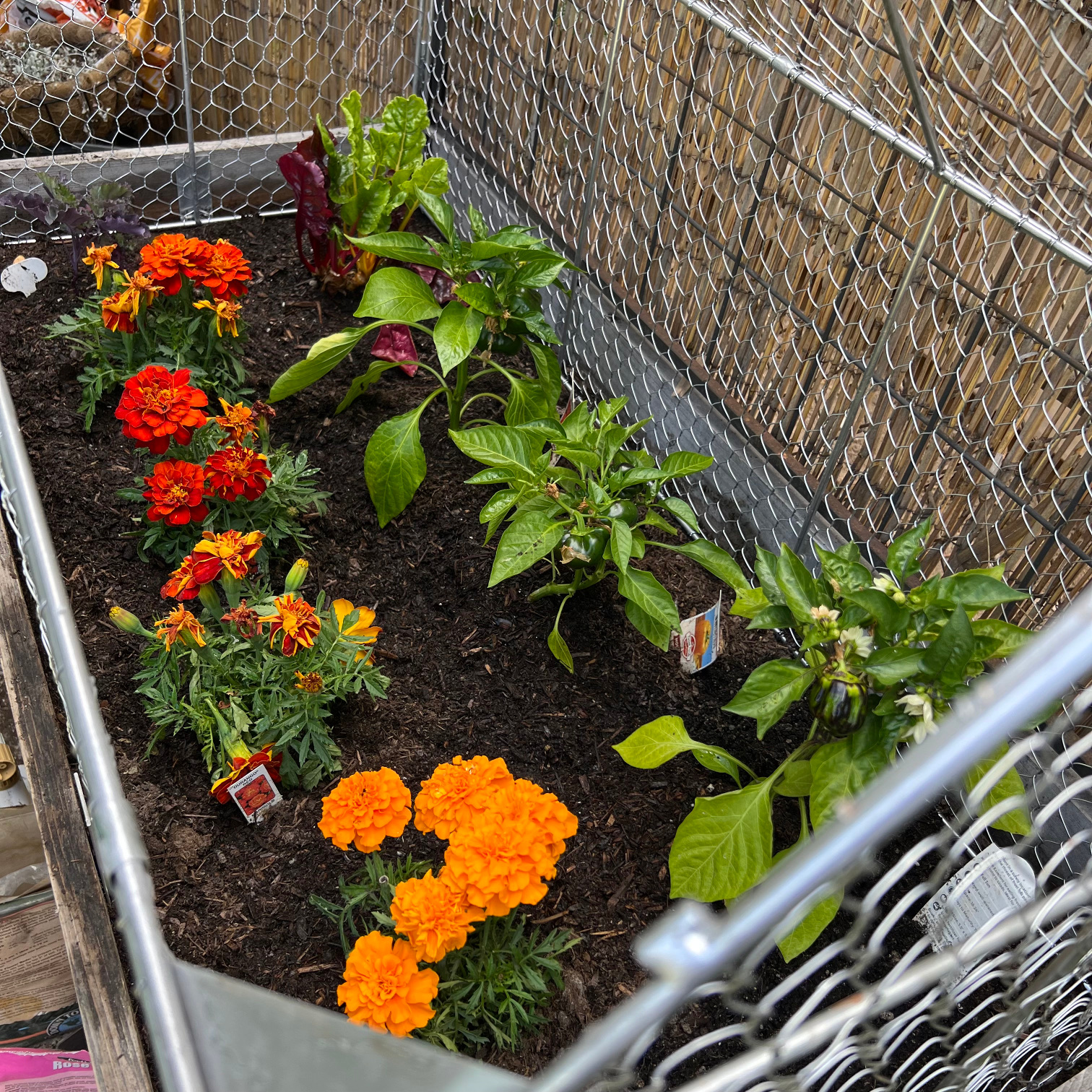 how to keep squirrels out of your garden crop coop metal chicken wire container garden bed with marigolds, kale, swiss chard, bell peppers