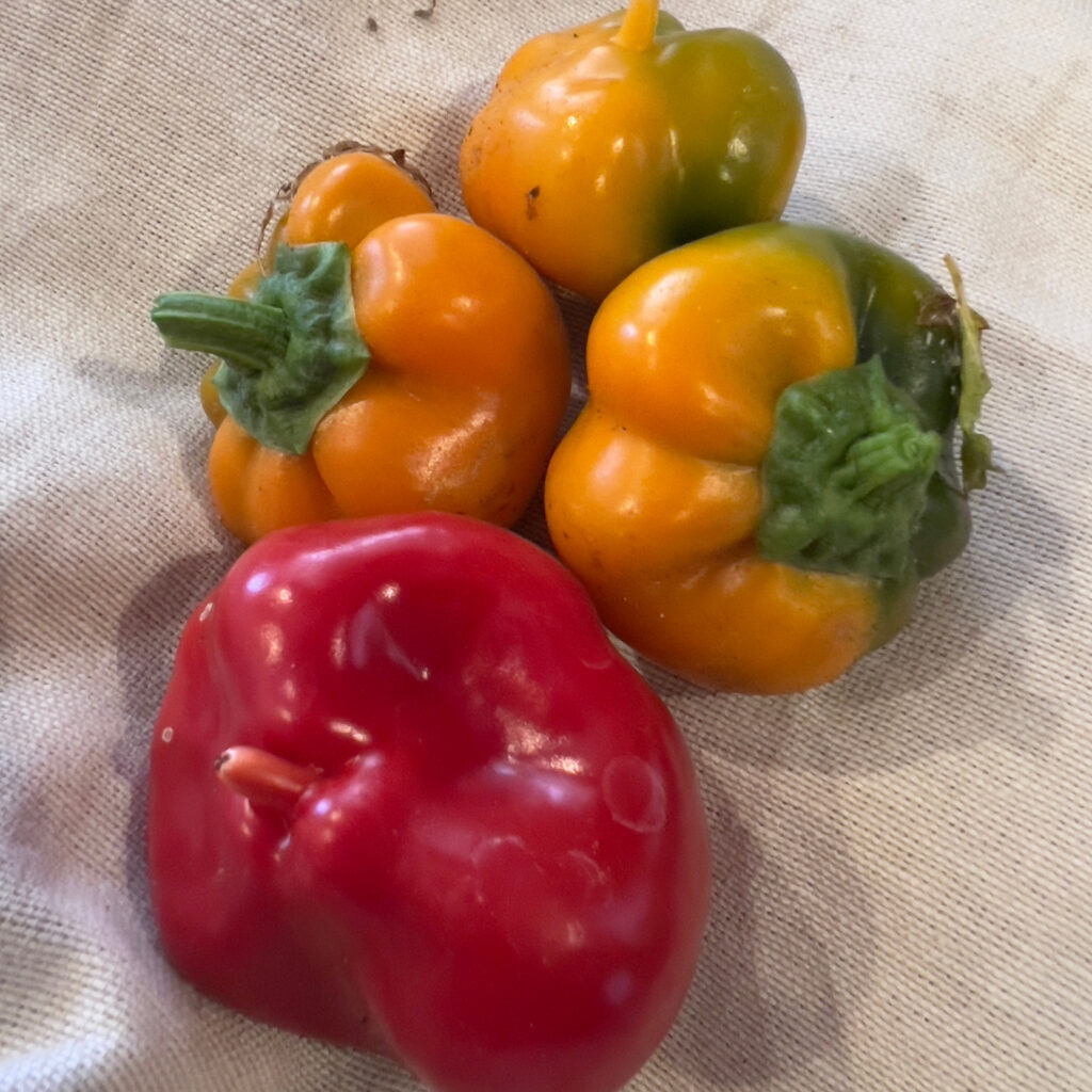 small red, yellow, orange bell peppers with a hint of green grown in containers Those Someday Goals