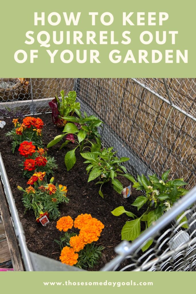 Pinterest how to keep squirrels out of your garden crop coop metal chicken wire container garden bed with marigolds, kale, swiss chard, bell peppers Those Someday Goals