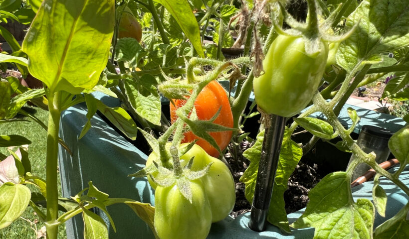 Roma tomatoes ripening on the vine in a blue green container summer container gardening Those Someday Goals