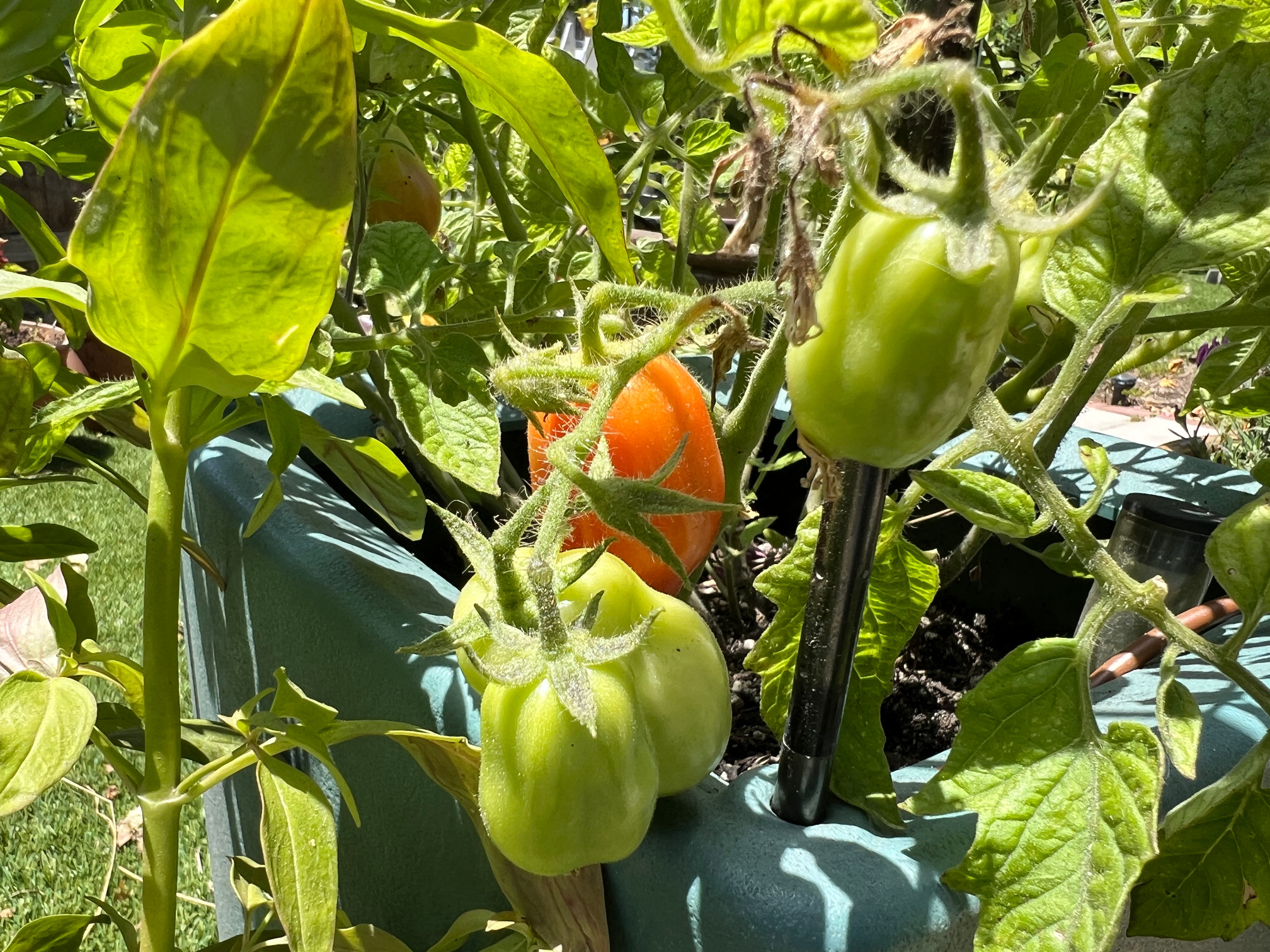 Roma tomatoes ripening on the vine in a blue green container summer container gardening Those Someday Goals