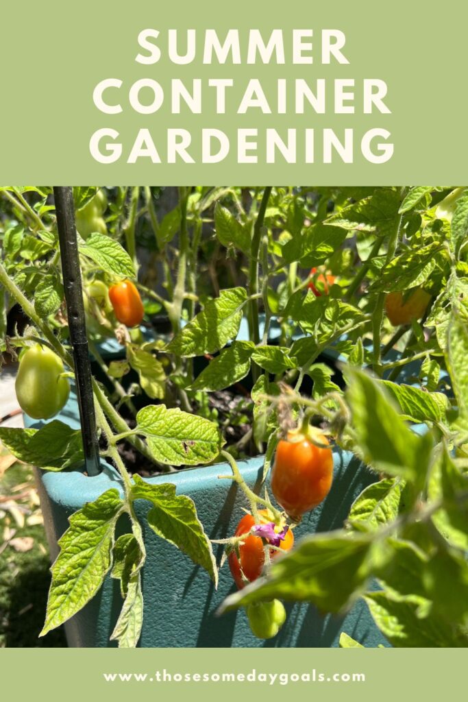 Pinterest Image Roma tomatoes ripening on the vine in a blue green container summer container gardening Those Someday Goals