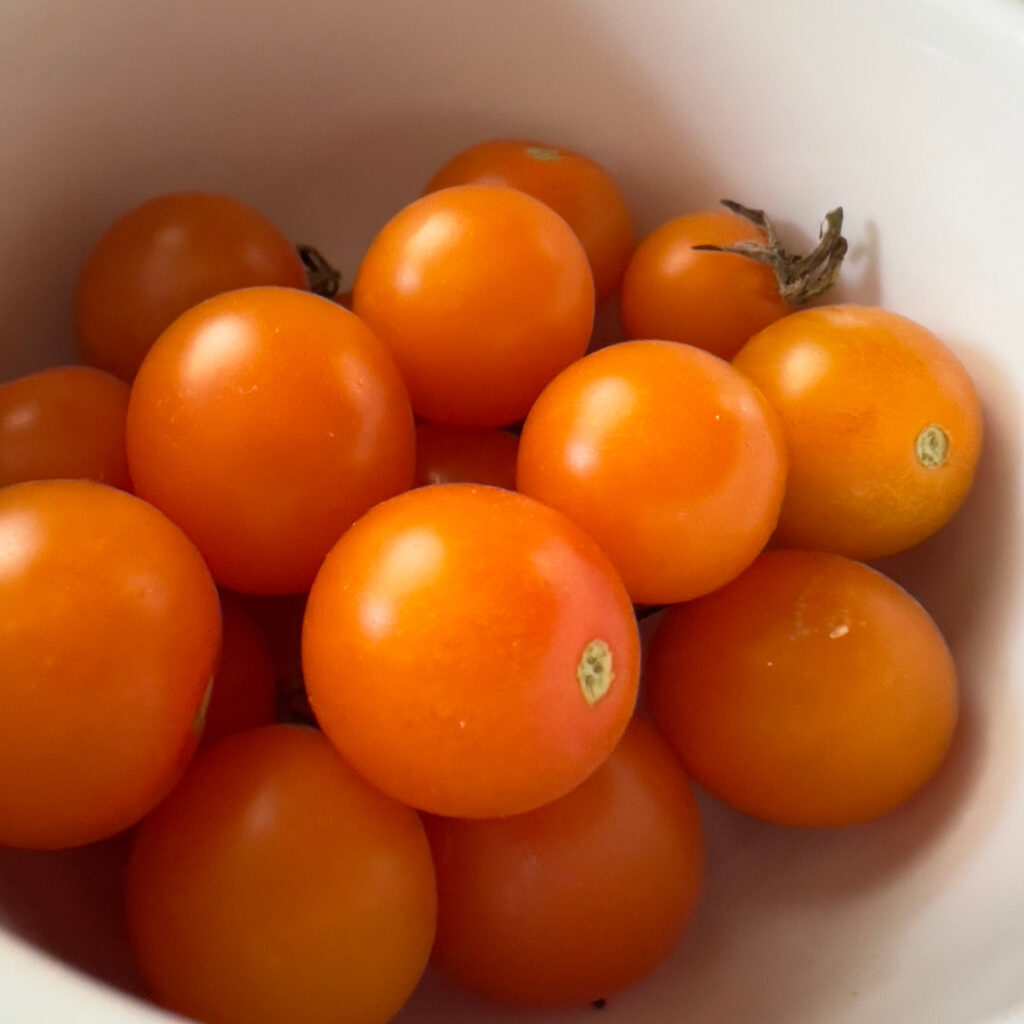 Sungold cherry tomatoes golden and rip in a white bowl home grown urban container garden Those Someday Goals