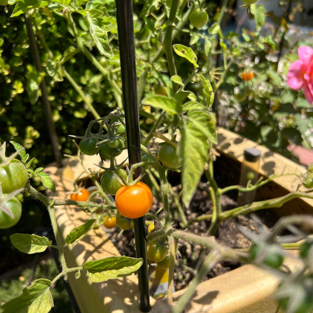 Sungold cherry tomatoes ripening on the vine in a yellow container summer container gardening Those Someday Goals