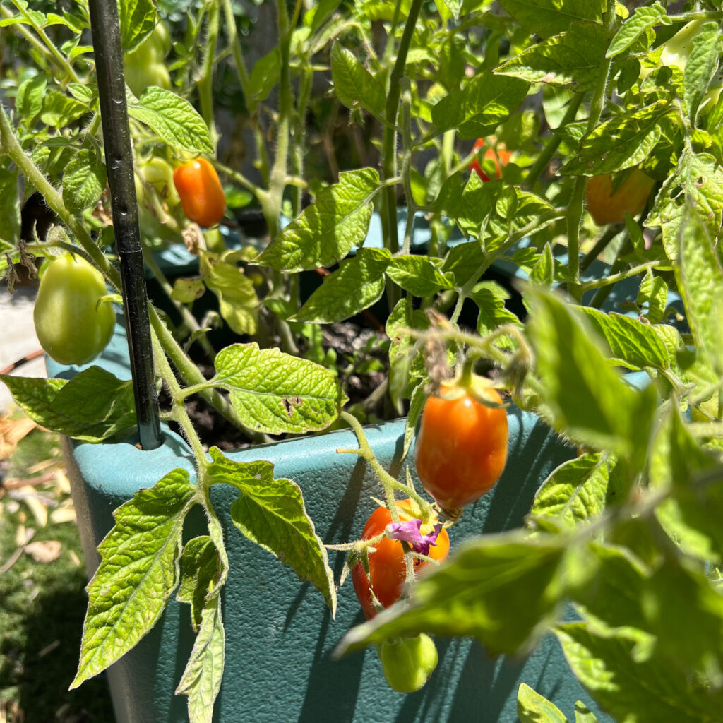 Many Roma tomatoes ripening on the vine in a blue green container summer container gardening Those Someday Goals