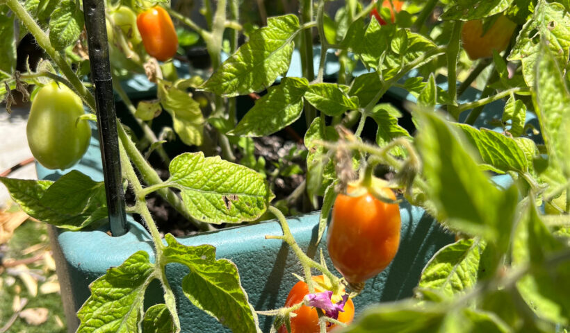 Many Roma tomatoes ripening on the vine in a blue green container summer container gardening Those Someday Goals