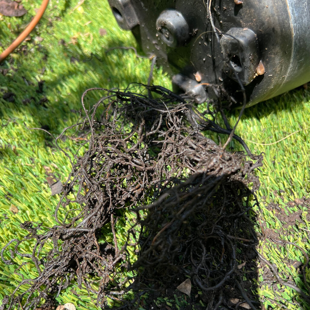 root-bound Persimmon plant with roots wooding over and breaking through the drainage holes of a black plastic pot.