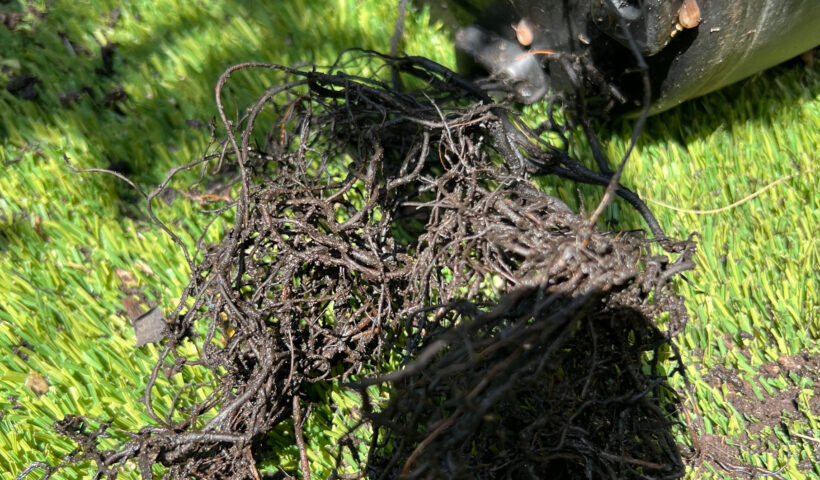 root-bound Persimmon plant with roots wooding over and breaking through the drainage holes of a black plastic pot.