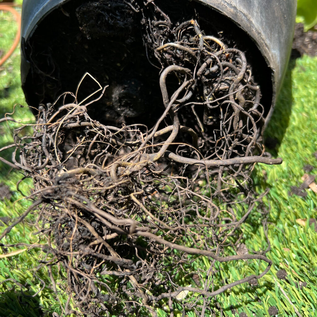 root-bound Persimmon plant with roots wooding over and a black cut plastic pot.