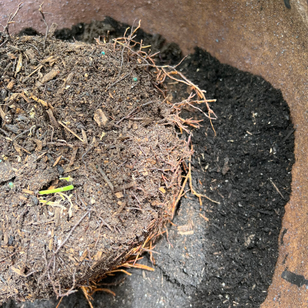 root-bound dwarf Avocado plant in need of replanting