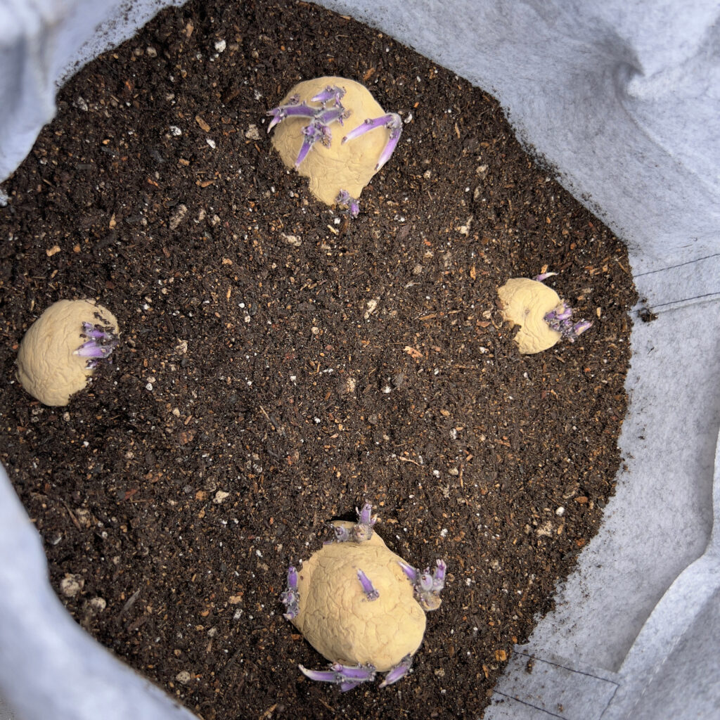 4 Adirondack Blue seed potatoes in soil and a gray grow bag Those Someday Goals