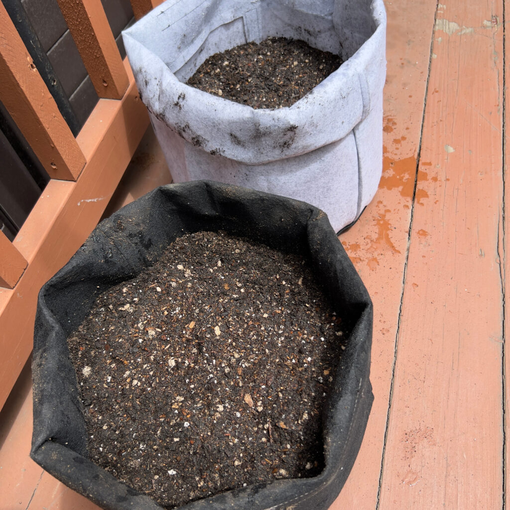 Black and gray grow bags filled with seed potatoes on a red wood deck