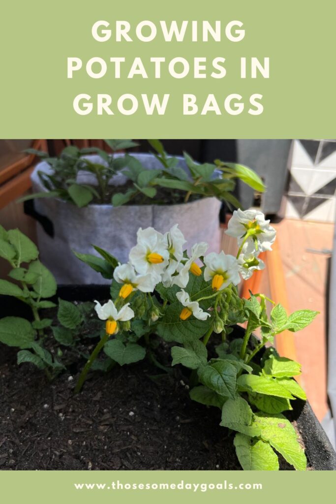 Pinterest Version Yellow and white flowers on a potato plant against black and gray grow bags filled with soil Those Someday Goals