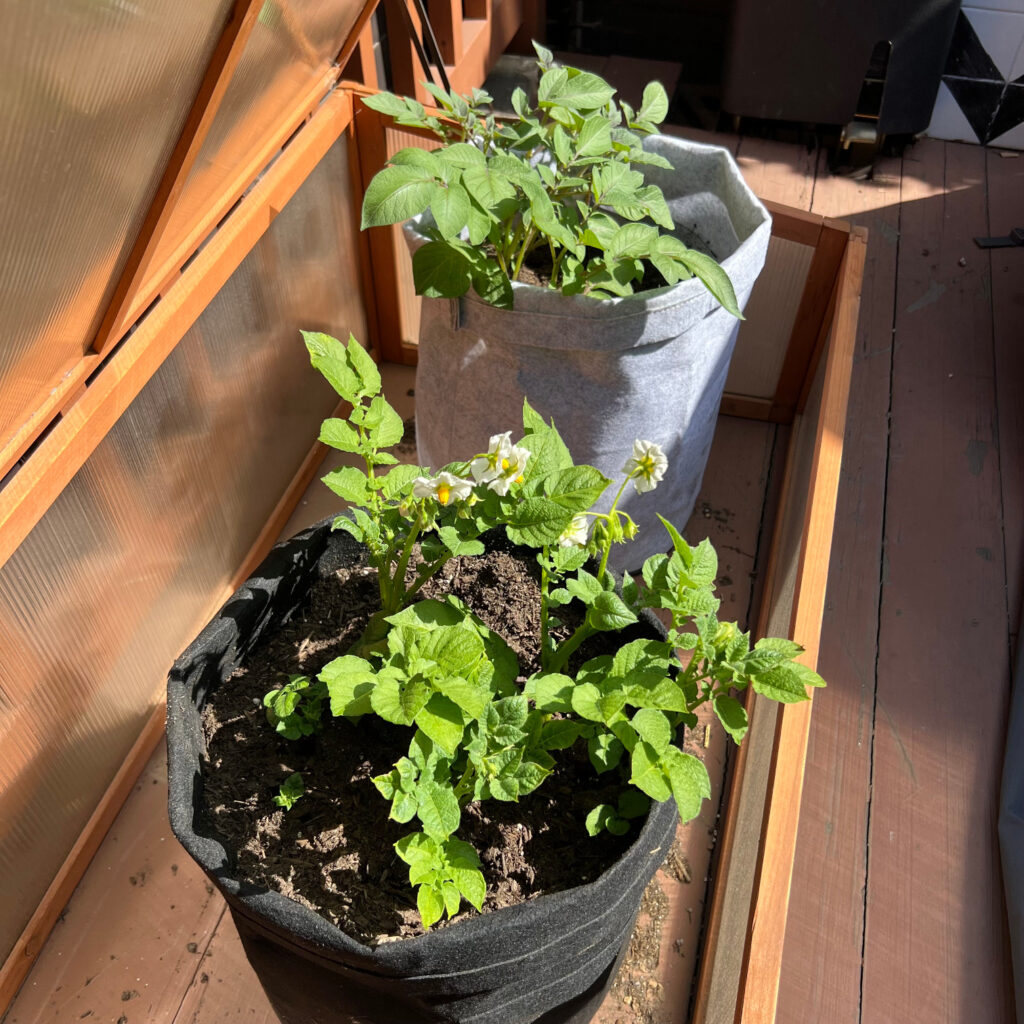 Yellow and white flowers on a potato plant against black and gray grow bags filled with soil Those Someday Goals
