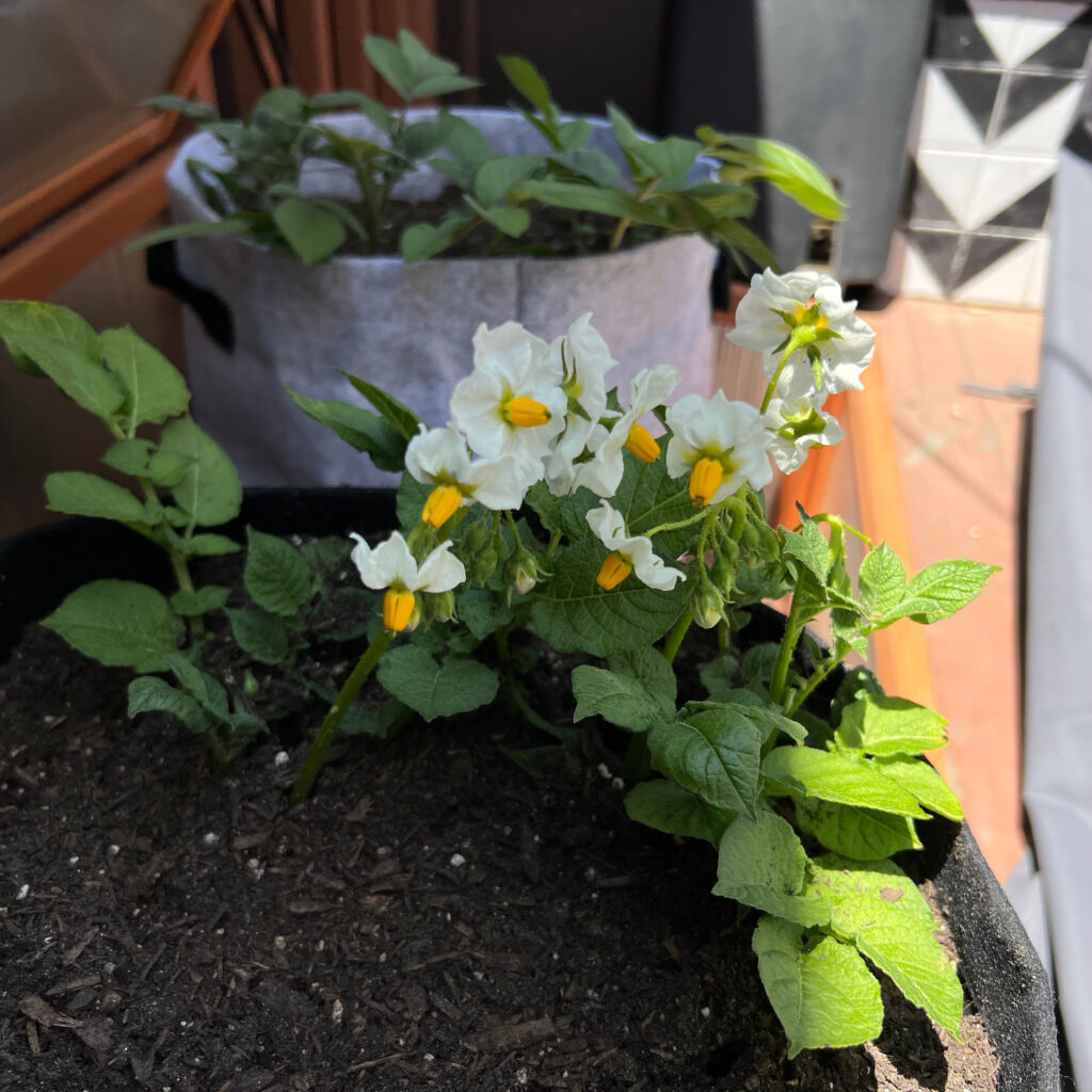 Yellow and white flowers on a potato plant against black and gray grow bags filled with soil Those Someday Goals